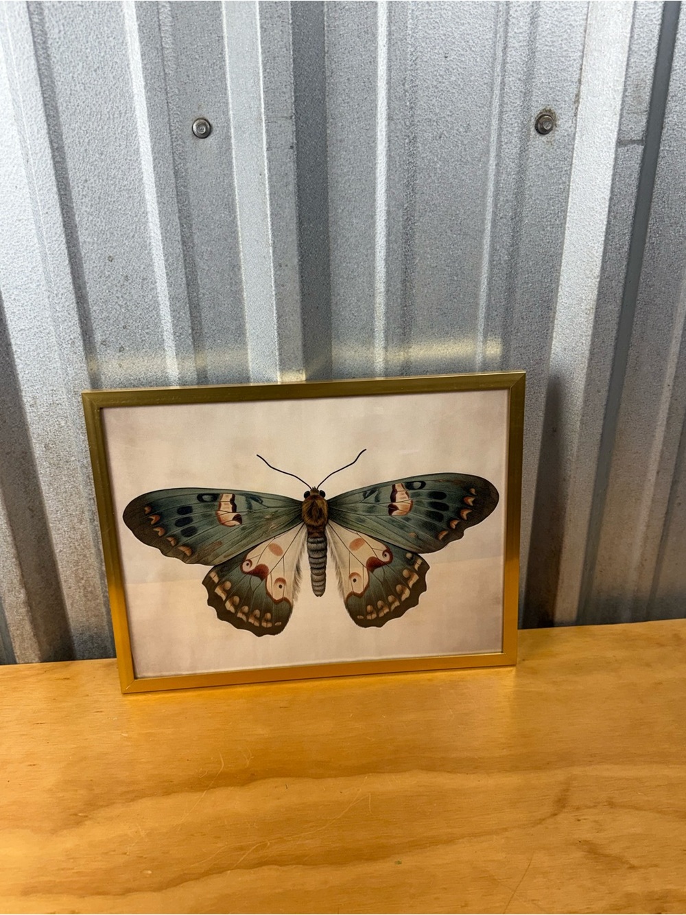 Framed Butterfly Wall Art in a 12x16 Gold Frame